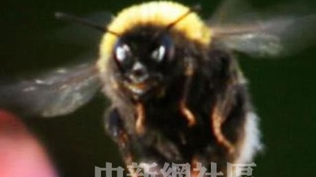 日职联战报：京都不死鸟主场2-0送福冈黄蜂门将噩梦