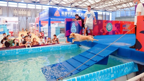 CKU宠物犬趣味跳水游泳大赛：汪星人化身水上运动健将闪耀申城